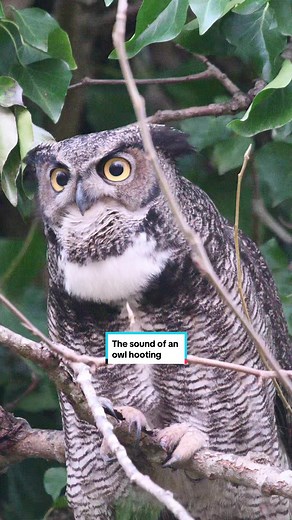 The soft hoot of a Great horned owl, turn volume on! #owl #wildlife #naturesounds