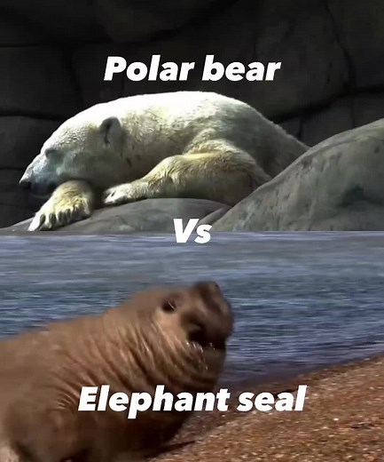 Polar Bear vs Elephant Seal Battle: Fight for Dominance