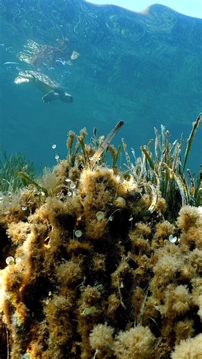A recently rehabilitated and released loggerhead turtle, finds herself over a posidonia meadow. (Wait for the reveal) Like more than a thousand others that have been looked after by Palma Aquarium Fundación, this one had an entanglement on her front flipper, resulting in loosing the flipper. Thanks to the expertise and dedication from the team, she survived and is released back to her home. I’ve filmed many turtle releases in Mallorca, this one was special. It was my last one before moving back 