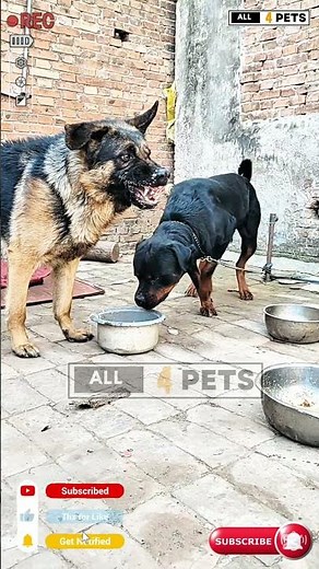 "Rottweiler vs German Shepherd: Handling Aggression and Dominance" #youtubeshorts #shorts