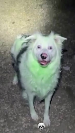 Real Horror Incidents Involving Smile Dog Revealed