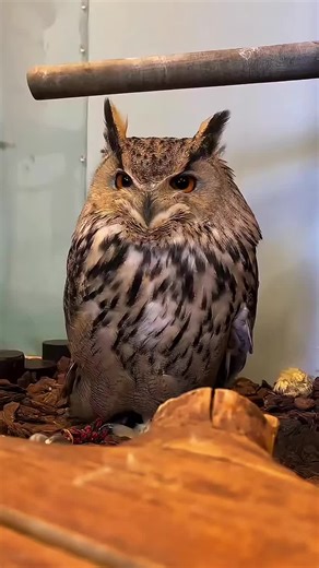 Discover the Great Gray Owl: A Fascinating Species