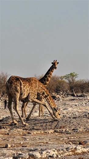 Wild animals highlighting the diversity and unique behaviors of Etosha National Park’s iconic wildlife. #namibia #etosha #lion #giraffe #elephant #visitnamibia #travelnamibia #safari #wildlife #nature #desert #explorepage #trending #viral #wildlifephotography | Nwrnamibia