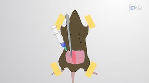 Intraductal Injection: Delivering Injection Mix into the Ducts of the Mouse Mammary Gland