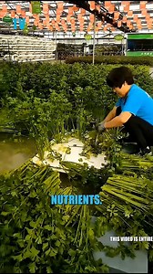 13K views · 208 reactions | Soilless farming, or hydroponics, grows crops using nutrient-rich water or inert media, conserving water, maximizing yields, and reducing pesticide use, making it an efficient, sustainable solution for urban agriculture. #SoillessFarming #Hydroponics #UrbanAgriculture #SustainableFarming #WaterConservation #EfficientFarming #AgricultureInnovation #FoodSecurity #SmartFarming #SustainableFood #YearRoundFarming | Tech Vision yt | Facebook