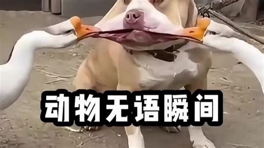 动物的无语瞬间，动物 : 你是不是有病"不干人事 "动物的迷惑行为 "搞笑视频