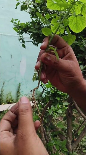 Parts of plant? #NEET #EAMCET #BOTANY