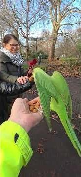 more parakeets galore