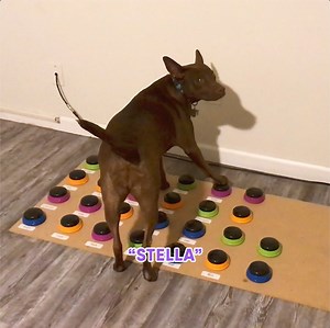 These two (old) videos were taken only 3 days apart. In the first, Stella was still learning how to walk through her board without activating a bunch of buttons on the way. She deliberately said “outside come outside,” but bumped “beach” with a back paw. At this stage in her learning, she accidentally bumped buttons frequently and would get frustrated. In the second video (3 days later), she said: “Stella bye” and oh so carefully lifted her back paws so she wouldn’t activate any words she wasn’t