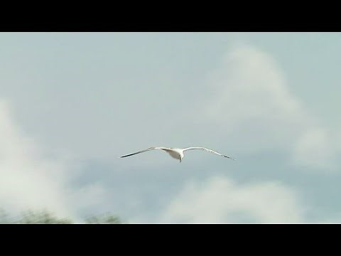 La Loire, un fleuve encore sauvage • FRANCE 24