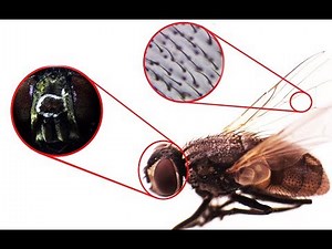 Housefly Under the Microscope