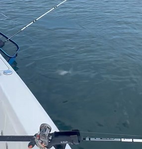 22K views · 110 reactions | Fishing at its finest ! | Alex City Guide Service Lake Martin | Facebook