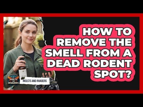 How To Remove The Smell From A Dead Rodent Spot?
