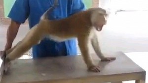 Video: This monkey is far better at doing push-ups and sit-ups than you