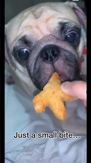 🐶 Funny Dog Videos | Wholesome Entertainment for Kids ❤️😂 CTTO