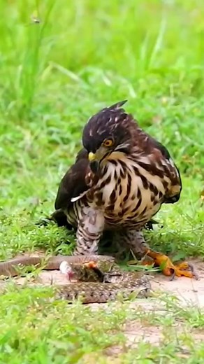257K views · 1.2K reactions | Crested goshawk vs Snake #crestedgoshawk #birdvssnake #longervideos #birdlife #birdnature #birdwatching #viralreels #fbreels #fypシ #naturelove #fyp #birdphotography #animal #birdlife #OMG #foryou #reels #big | 홑홪홡환홖홣 | Facebook