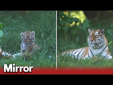 Tiger cubs explore their enclosure at Banham Zoo in Norfolk