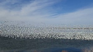 8.7K views · 283 reactions | Large flocks of lesser snow geese (Anser...