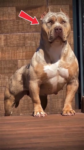 Most Banned Dog Breeds in the World for 2026