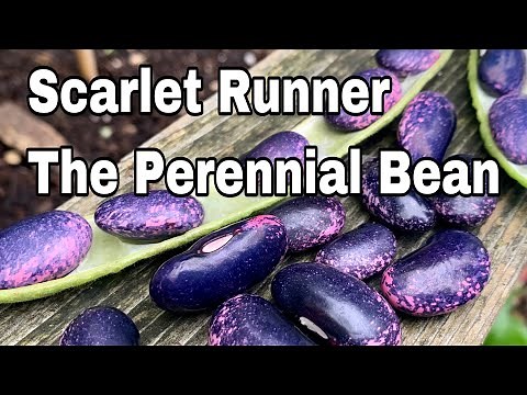 Scarlet Runner Bean | Perennial Crops