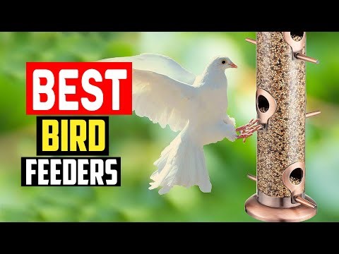 ✅Top 5 Best Bird Feeders in 2025