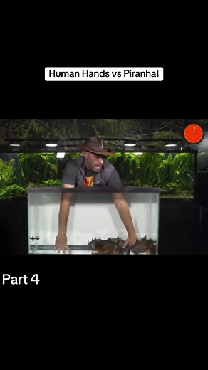 Human Hands vs Piranha! Part 4 #piranhas #foryou #fyp #bravewilderness