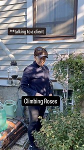 Here are the basics of growing healthy, climbing roses: -Climbing roses don’t actually climb. They’re just really tall and they need to be tied to a structure. -Roses need full hot sun at least six hours and preferably they’re getting Sun first thing in the morning to dry them off. -In late winter early spring, we prune away any dead and diseased branches all the way down to the base. We leave 4-6 healthy canes and don’t prune them back at all. If we have too many canes, each cane isn’t gonna ge