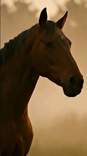 The Horse That Sleeps Standing Up