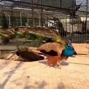 4.1K views · 161 reactions | Wow Beautiful Birds Collorfully So Perfect | Amazing World | Facebook