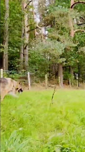 This dog breed was literally designed for Scottish highlands #dogadventures #hiking #scotland