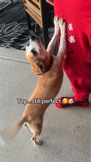 Here Comes Bella on Instagram: "Zero off switch. We never get tired of this wag 🐾🥰 #BellaTail #HappyDog #DogTok #WaggingTail #HereComesBella"