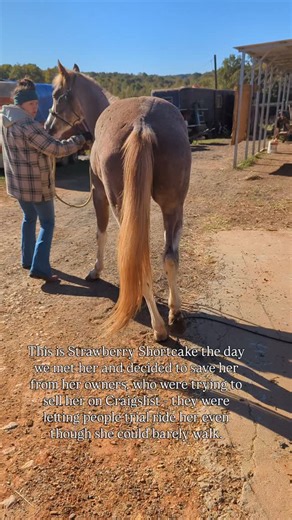 So many of you have been asking about Strawberry Shortcake, and to be honest, I’ve been scared to share. Right now, we’re taking it one day at a time. As you’ll see in this video of her hand walk, she’s moving with more control—but she’s still very much in a fragile state. A slip or fall could undo everything she’s fought so hard for. If that moment ever comes, we’ll be right there to give her the most compassionate care possible. There’s a lot of debate online about when it’s “the right time” t