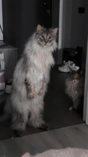Maine Coon is a giant-sized little cutie.#mainecooncat #mainecoonkitten #mainecoon #bigcat #tiktok