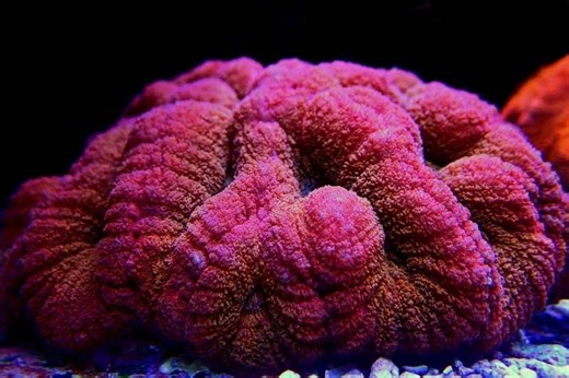 Lobophyllia coral care - Saltwater Aquarium Blog