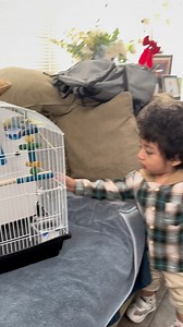 162K views · 4.7K reactions | My husband buy bought a parakeet as a surprise for my son | ivanjsmartinez | Facebook