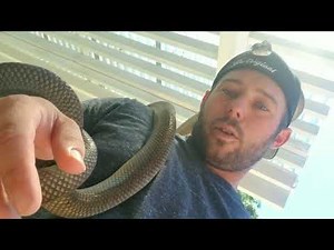 Breeding scrub pythons