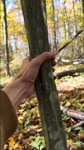 Hello, Musclewood! 💪🌳