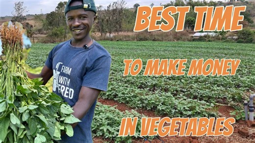 5.4K views · 103 reactions | Best season to make money in vegetable farming | Farm With Fred | Facebook