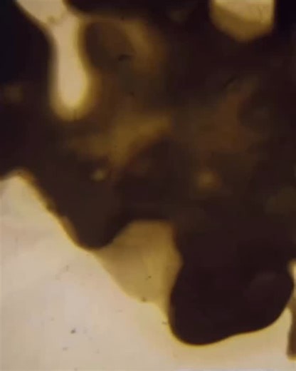 From @atlanticfilmcoop — The Atlantic Filmmakers Cooperative invites you to a two-day workshop with artist-in-residence, Jenna Marks, who will instruct a hands-on phytograms class on Saturday, Dec 13th, and follow-up with a presentation on ways to combine analog and digital filmmaking practices through animation on Sunday, December 14th. Saturday, December 13th 10am - 12pm:𝗜𝗻𝘁𝗿𝗼 𝘁𝗼 𝗔𝗻𝗮𝗹𝗼𝗴 𝘄𝗶𝘁𝗵 𝗣𝗵𝘆𝘁𝗼𝗴𝗿𝗮𝗺𝘀 Phytograms are a cameraless film technique that transfers plant m