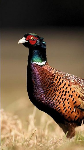 Chasse aux faisans et perdreaux - Une journée entre père et fils #2