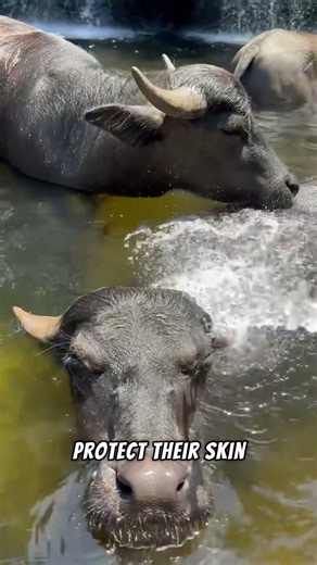 This Water Buffalo Solved Summer Better Than Humans Ever Could 💀🐃