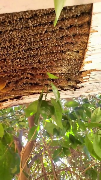 Surprising Massive Beehive Revealed During Backyard Removal