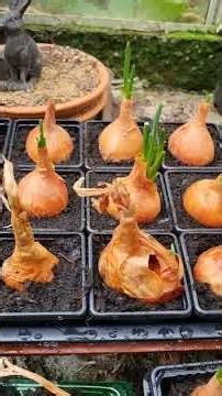 KELSIE ONION SEEDLINGS TRANSPLANTED TODAY #gardening #gardendelight #garden #ONIONS #ONIONSEEDS