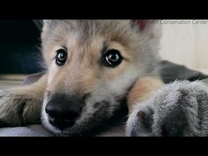 Wolf Pup Hiccups!