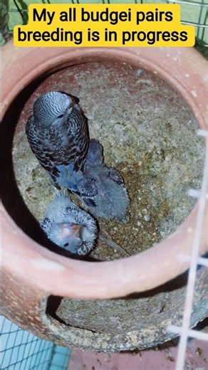 Budgei Bird breeding in progress.