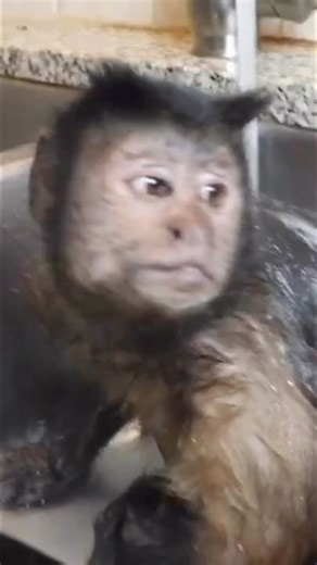 22K views · 796 reactions | Monkey BATH and snack #monkey #bathtime #snacks #monkeyboo | MonkeyBoo | Facebook