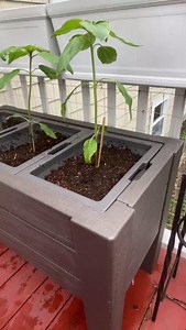 The Lakewood Raised Planter Box will become a beautiful vessel for plants, flowers and planter-friendly herbs or vegetables for years to come. 🪴🤭 Check it out here: https://ow.ly/GiHU50RPwzp #Step2 #Planters #Planting #PlantLife | Step2