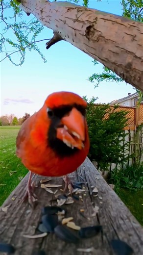 Did you know Cardinal’s red color comes from diet