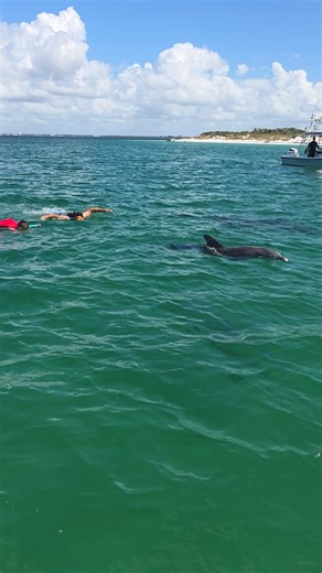 155K views · 2.7K reactions | Incredible experience swimming with dolphins yesterday at shell island in Panama city beach florida. Come see us this fall break! Also offer tours for sightseeing seeing this winter shellislanddolphins.com 850 809 0996 #excursions #adventure #PCB #dolphins #panamacitybeach #snorkeling #fun #OMG #incredible | Shell Island Dolphin Tours LLC | Facebook