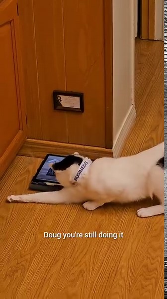 55K views · 5.6K reactions | It's true, we have a BUSINESS simulation game for cats! If you and your cat would like to test the beta version early, you know where to find us! #businesscats #videogame #talkingcat #funnycats #catplay #catdad #cutecat #cattv #catgame #businessforcats | Drennon Davis | Facebook